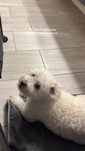 At this point I just bring an extra towel in with me 😭🥹 #velcrodog #shower #nightroutine #myshayla #guardog