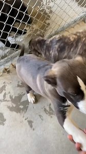 3K views · 281 reactions | AZULA - ID#A021151 - Brindle (ADOPTED)...