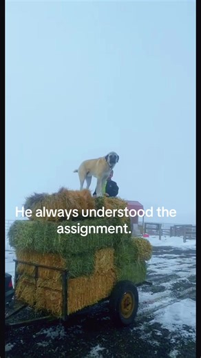 Celebrating Our Best LGD: A True Livestock Guardian