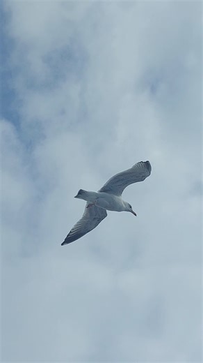 19K views · 539 reactions | Taking the ferry from Dover to Calais, so wonderful and peaceful  Have you ever done the crossing with the ferry? It's such a serene journey | Wonders of London | Facebook