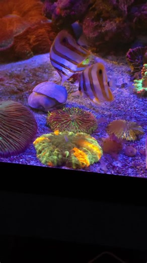 I have these two in a sort of holding tank while getting them to eat healthy before putting them into the other tanks with mates. They love a good clam! Grocery store gives me clams that they can't sell, ask yours! #reef #reeftank #coral #reefaholiks #saltwateraquarium