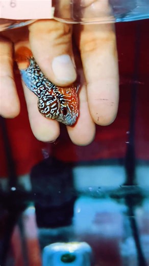 Anusorn Crossbreed on Reels