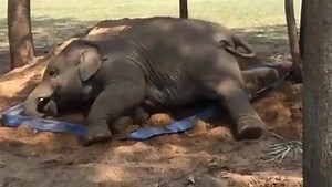 14K views · 238 reactions | Can you get too many posts about Navaan ?! He draws everyone in.. SookSai just might be healed in this grouping, if TubTim lets her in..she definitely is a protective soul ! By Darrick Thomson. | Navann | Facebook