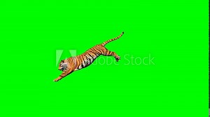 Bengal tiger nice walk and jump between cliff realistic with 3D animation rendering side view include alpha and green screen.