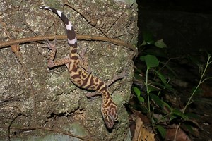 Gecko-inspired adhesive lets your TV cling to the wall like a lizard