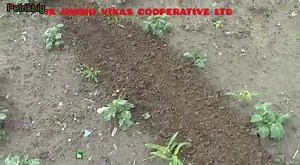 We are Authorized Distributors of Wolf Garten ( England ) Garden Tools in Kashmir. For This Manual Garden Tiller - suited for deweeding of #HighDensity Apple 🍎 orchards & vegetable farms Call us at: 9906496016 or 9858414134. MRP is ₹2500. | Kashmir Horticulture