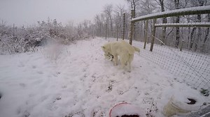 21K views · 2K reactions | Mika and Spirit are enjoying the first snow of the season! | Wolf Sanctuary of PA | Facebook