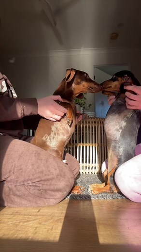 Fashionably late to the trend🫢🕺🪩 #trend #dance #ilikethewayyoumove #minidachshund #sausagedog #besties #chestday