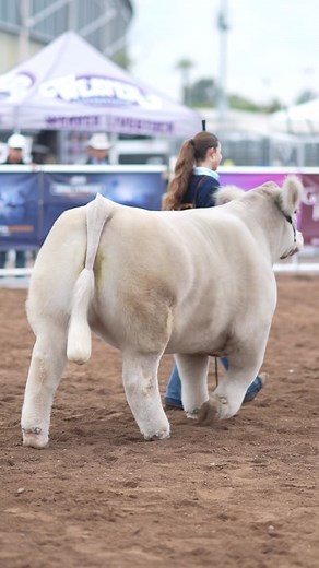 AZ National Livestock Show on TikTok