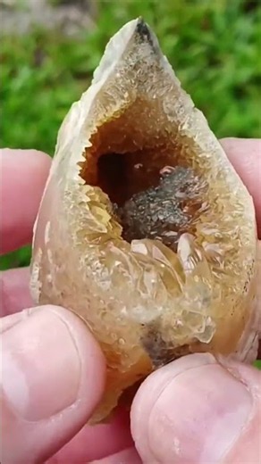 Whole Calcite Clam