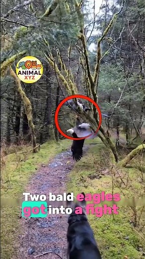 "Unbelievable eagle fight | Talon locking behavior explained 🦅" #eagles #eaglesfight #shorts