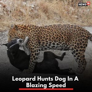 125K views · 298 reactions | These big cats are superfast! CCTV footage captured a leopard picking a dog in blazing speed outside a police post at Raiwala in Uttarakhand. #leopard #dog #hunt #uttarakhand | News18 | Facebook