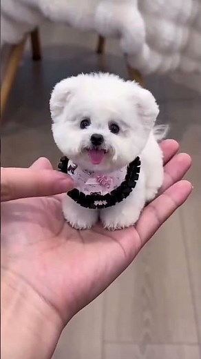 Bichon frise Teacup
