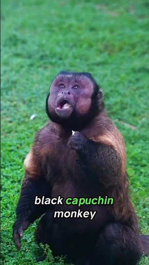 what type of monkey is this?🐒 #monkeys #wildanimals #animalfacts #wildlife #rarewildlife #primates