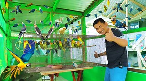 FULL VIDEO: Natural Bird Aviary | Dexter's World