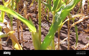 Corn field corn farm steadicam farming. green grass agriculture united states the nature video usa corn farm motion Stock Photo - Alamy