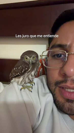 Cómo enseñar a tu perro a cerrar el ojo: truco fácil