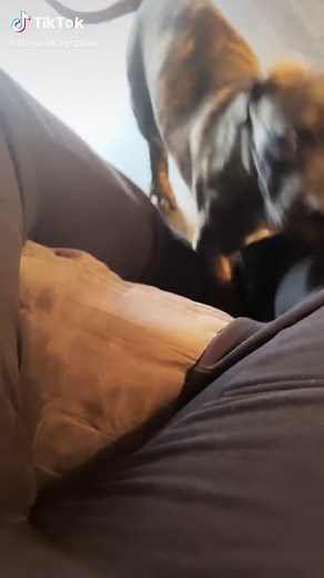 Gay Dog Love: A Man's Bond with His Canine Companion