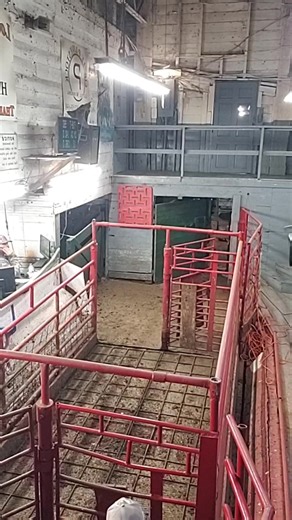 Low Country Livestock Exchange on Reels