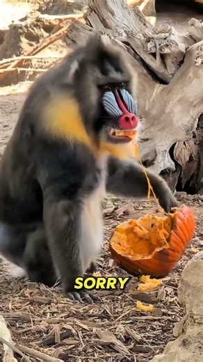 The Most Colorful Monkeys in the World: How Color Decides Everything