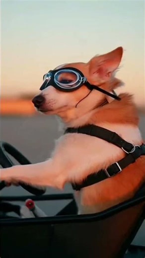 Speed Racing Car Sound Effects | No Copyright sound | Funny Dog shorts #racinggame #driftboss RGMU