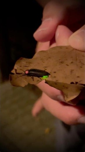 ホタル｜生物発光