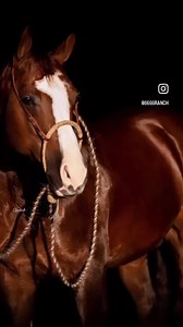 2.3K views · 177 reactions | 6666 Stallion Kreyzy Horse and Kelby...