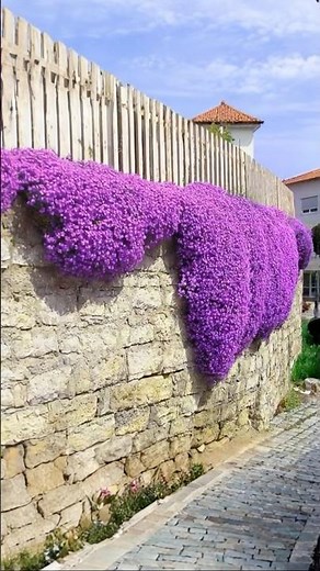 creeping thyme seeds