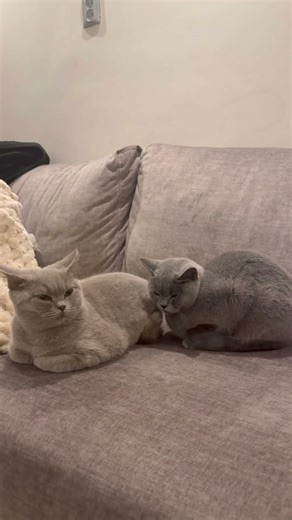 Nala and Aslan❤️ #cats #kitten #catshorts #shorts #yt #kat #cat #cute #pets #viral #gato #katze