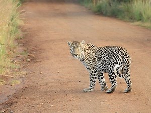African Leopard Facts and Information ~ Habitat, Status, Range...