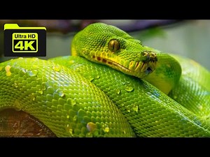 4k Ultra HD Snake Video🎥 । Collection of Snakes🐍 । 4k Reptiles Video । Presented By PERFECT DUNIYA ।