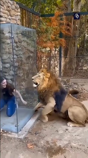 What Happens If a 🦁 Breaks the Zoo Glass 😱