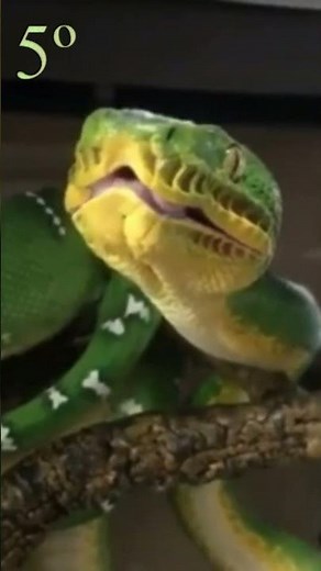 DID YOU KNOW ABOUT THE PARROT SNAKE?
