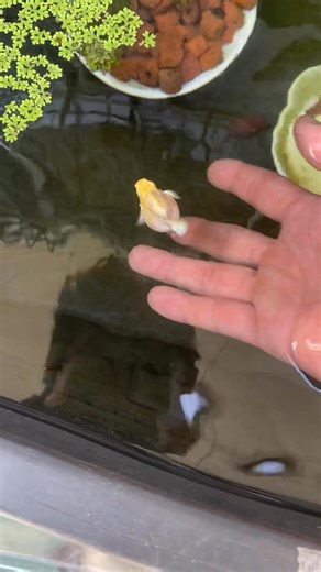 7.1K views · 64 reactions | This is why they are called Balloon Molly ☺️ When the balloon is ballooning 藍 #molly | Ebbi Goldfish & Molly | Facebook