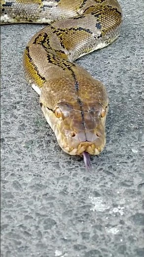 Ular Merayap & Menjulurkan Lidah | Reticulated Python