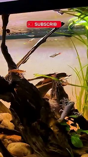 Green Lace & Bamboo Shrimp Tank SETUP Guide