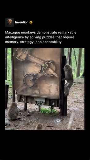 Invention on Instagram: "Macaque monkeys are widely recognized for their intelligence and adaptability, often surprising researchers with their problem solving abilities. These primates are capable of understanding cause and effect, retaining memory of past attempts, and applying learned strategies to new challenges. Their curiosity drives them to interact with objects in their environment, making puzzle solving an ideal way to showcase their cognitive skills. Studies have shown that macaques ca