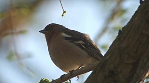 Spring is here! 🌞😎🌱🌼🌷 The beginning of the breeding season is the ideal time to hone your auditive birding abilities. Why? Because birds are often singing from exposed branches, because they are displaying and want to be seen. Plus: In the northern hemisphere, you still have the advantage of little or no foliage on many trees. #gobirding #seetheunseen #fortheloveofnature | SWAROVSKI OPTIK Birding
