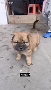 Funny dogs | Papy Jay