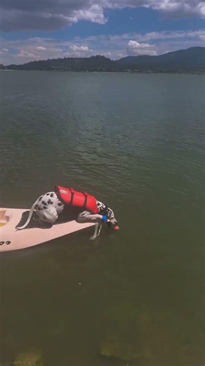 Dhalia's first time on a kayak! #kayak #lake