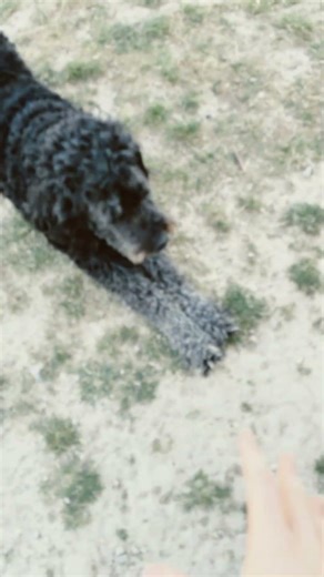 Squeaky toy sound for my dog