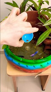 Mini pond &💜💙betta! #biotope #aquarium #bettafish #fighterfish #fish #fishtank #diy #decor #ideas