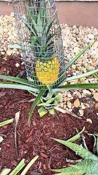 Pruning Pineapple Plants to Promote Growth #gardening #billythepineappleguy #pineappleplant