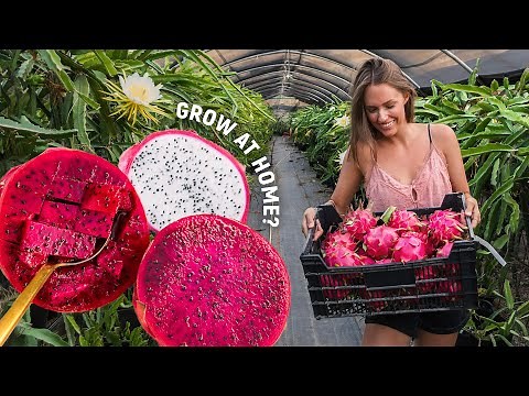 I Visited a DRAGON FRUIT FARM *how they grow*