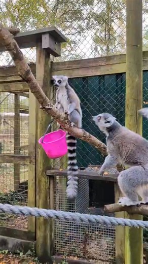52K views · 1.2K reactions | Ring-tailed lemur Al met one of the new boys, Steve, this autumn, and showed off a display of "stink-fighting". Lemurs have a gland on their wrists that they'll run their tail over, and then flick the scent at their opponent. It's used as a non-aggressive way to assert dominance! This is brave from Al, who has always been low ranking in the group. | Monkey World - Ape Rescue Centre, Official Facebook Page | Facebook