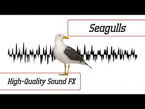 Seagulls Sound Effect | High-Quality Sound FX