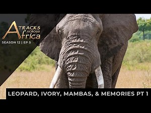 Tracks Across Africa S12 Ep 5 I Leopard, Ivory, Mambas, & Memories pt I