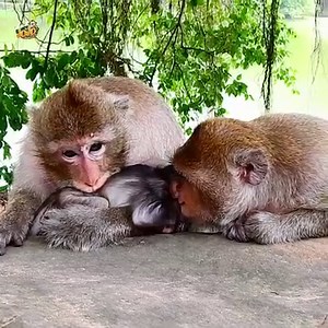 Oh What wrong?? Small baby Tia crying shaking so scare make mom Tara so worry ask if baby okay??? | Animals JoJo Family