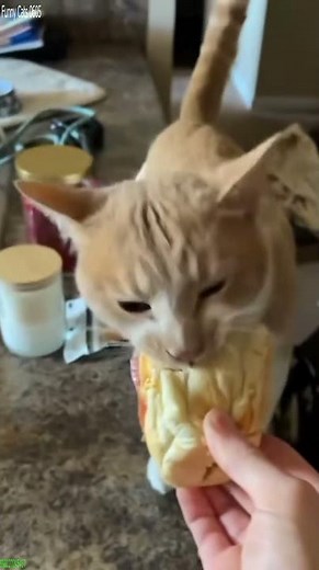 Funniest Cat 😾 Cat videos Compilation 😻 # Episode 5575