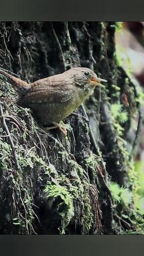 Pacific wren #Birds | Review Birds News
